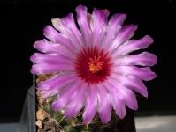 Thumbnail of 2001_Thelocactus Hybride_20170719_02(1).JPG